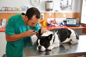 analisis-diagnostico-de-perro-en-clinica-argos