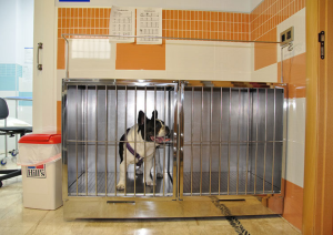 perro-en-observacion