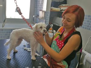 peluquería para perros en Granada España
