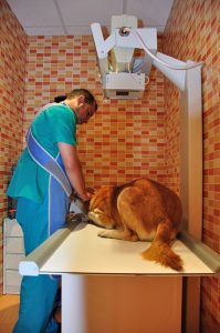 Veterinaria Granada España